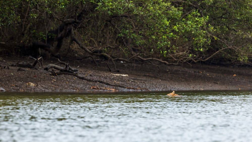 When Golden Jackals Swim Across the Karli River