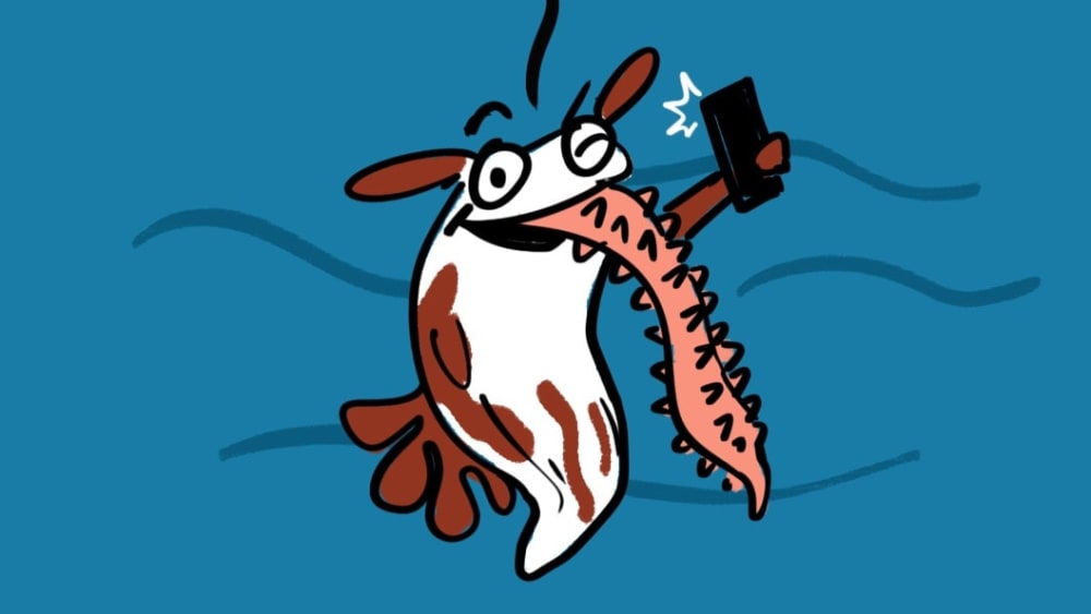 Nine Facts That Make Nudibranchs Even Cooler
