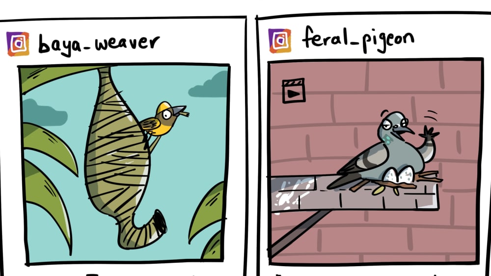 Will the Baya Weaver Succumb to Reel Trends?