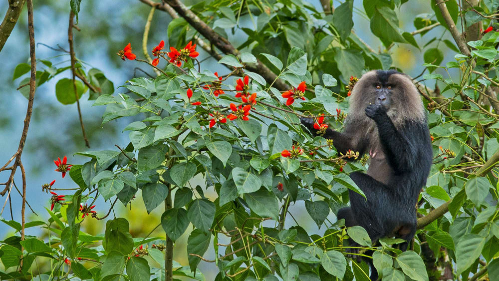 Lion-tailed Macaque: Acrobats of the Upper Canopy