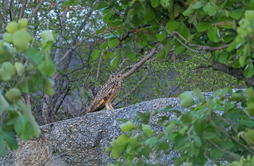 Neighbours and Friends: A Family and Other Animals
