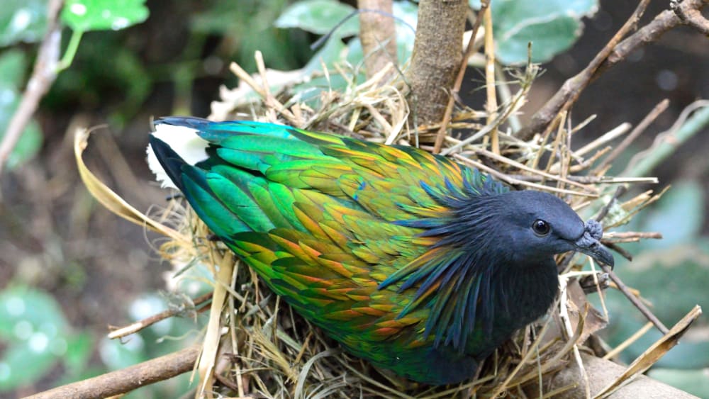 Nicobar Pigeon: Birds of the Paradise Isles
