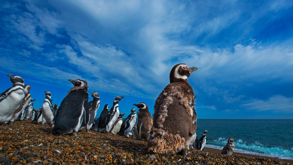 Seaside Spectacle in the Valdes Peninsula