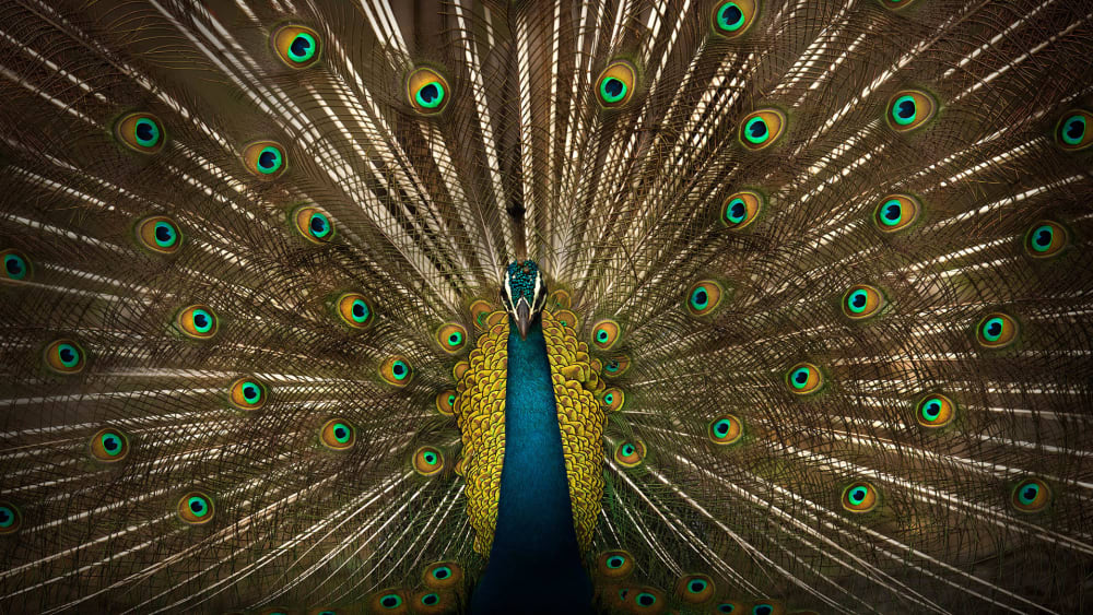 Wild Eye: Shaaz Jung on Photographing Kabini