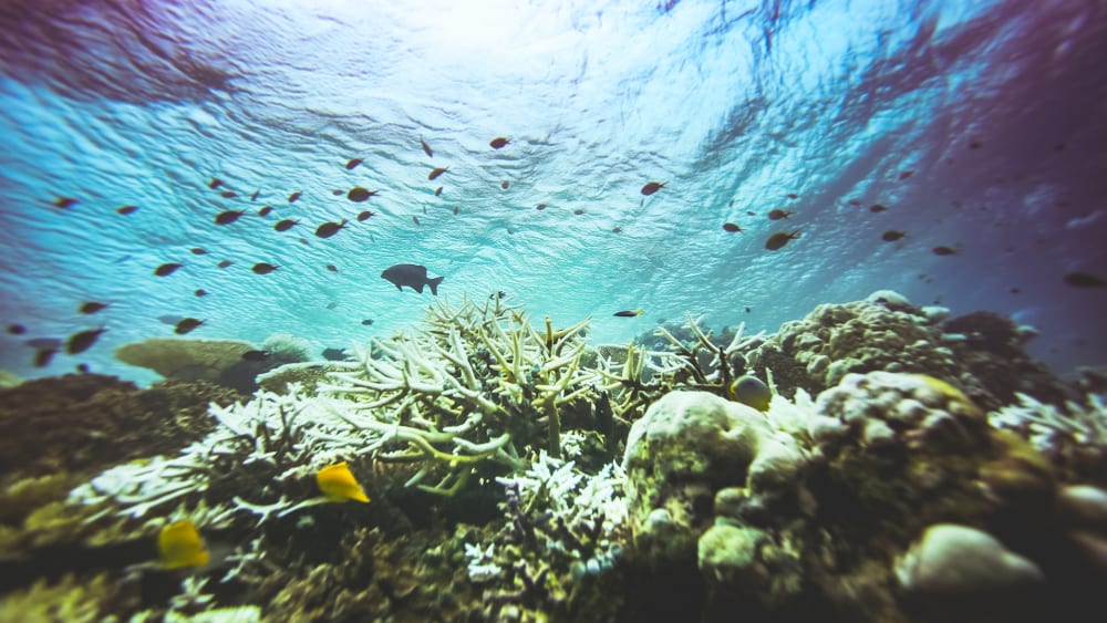 Coral Gardens: Artworks Under Indian Seas