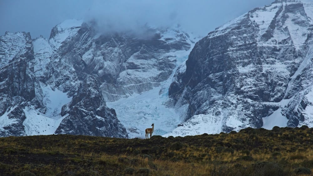 Swift as the Wind: The Guanacos of Patagonia