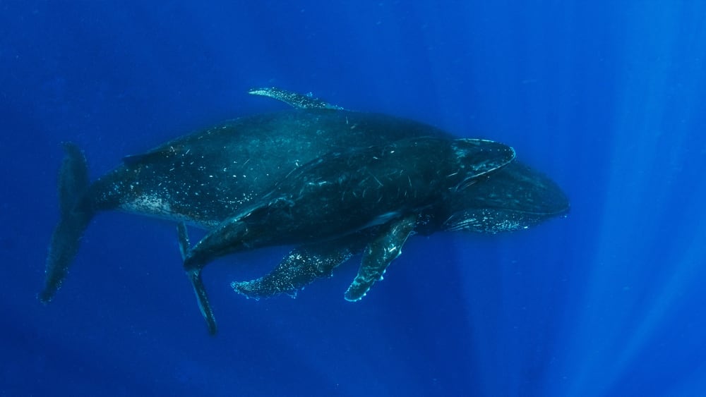 The Power of Poop: Making a Case for Whale Waste