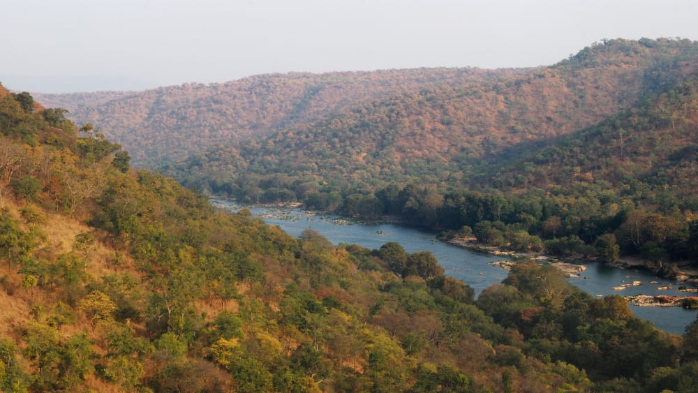 Tiny Tentacles in the Mighty Kaveri
