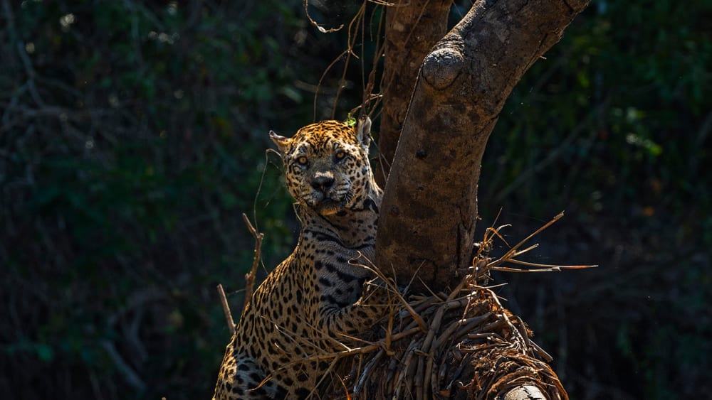 South American Jaguars: Caiman Hunters of the Pantanal