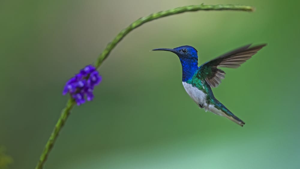 For the Love of Nectar: What Makes Hummingbirds Tick