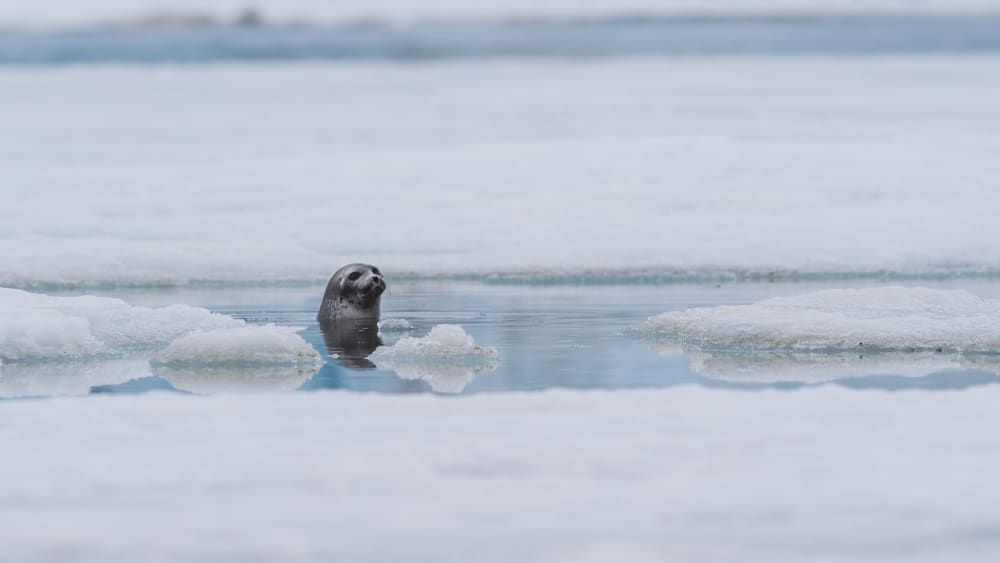 Arctic Summer: Where the Sun Never Sets and the Ice Doesn’t Thaw