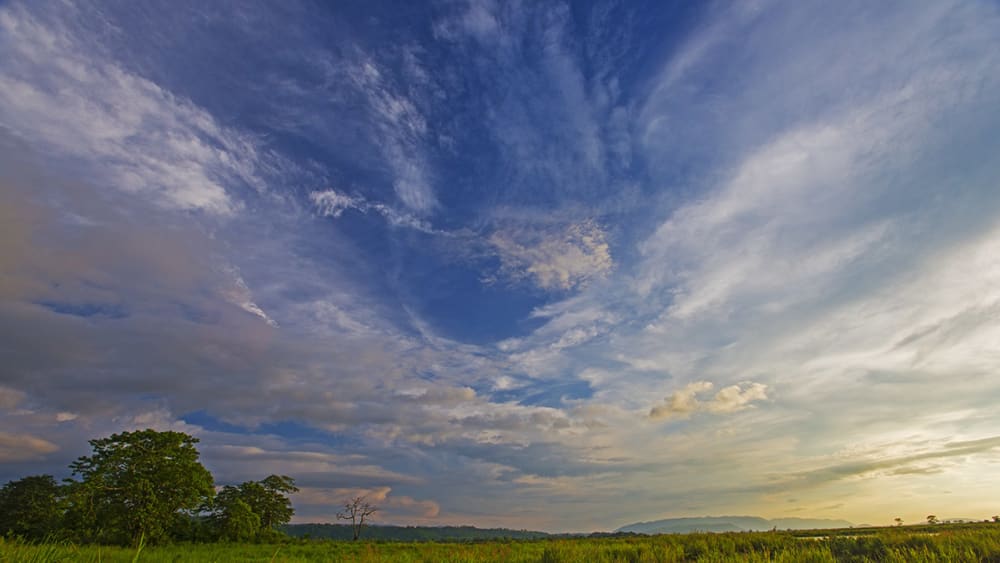 In Search of One Hundred Rhinos in Kaziranga National Park