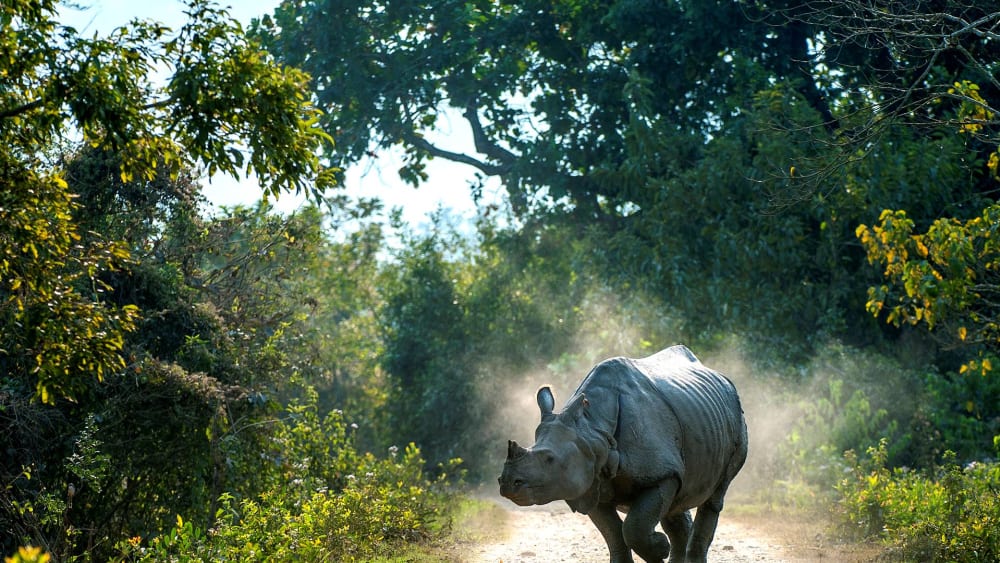 India’s Prehistoric Unicorns: The Rhinos of Kaziranga
