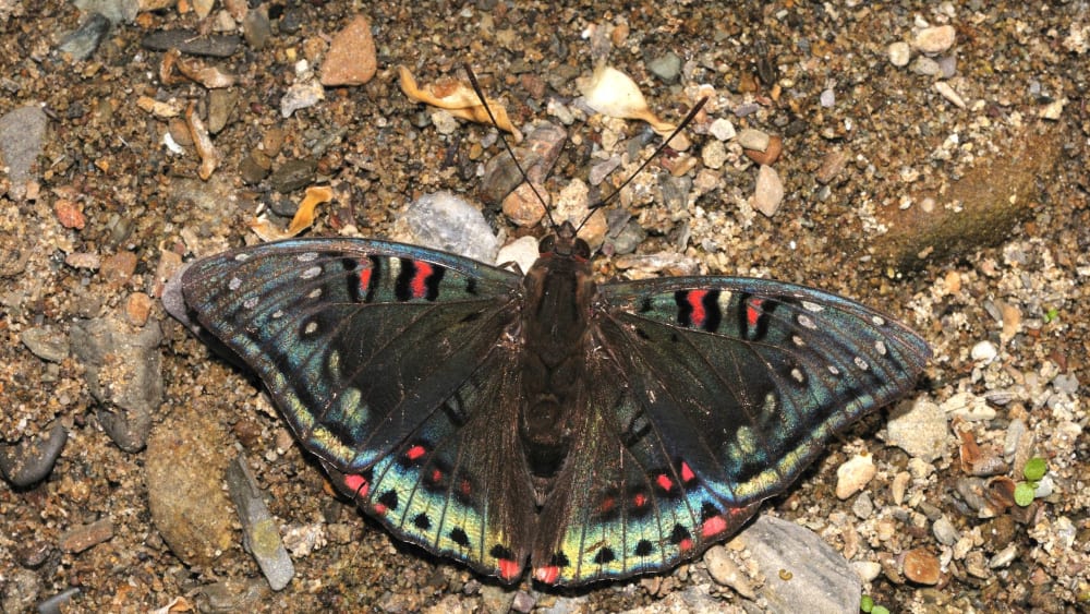 Catch a Spot of Iridescence When a Gaudy Baron Flits By