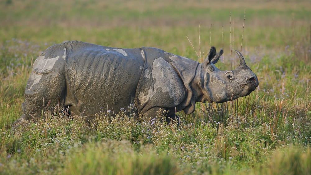 A Year in the Life of Kaziranga’s Rhinos