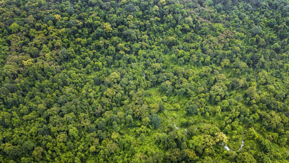 In Gibbon Country, Every Path Tells a Story