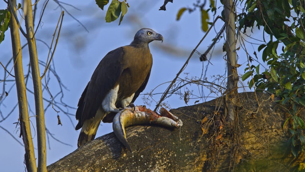 Hunter on the Beel: The Grey-headed Fish Eagle