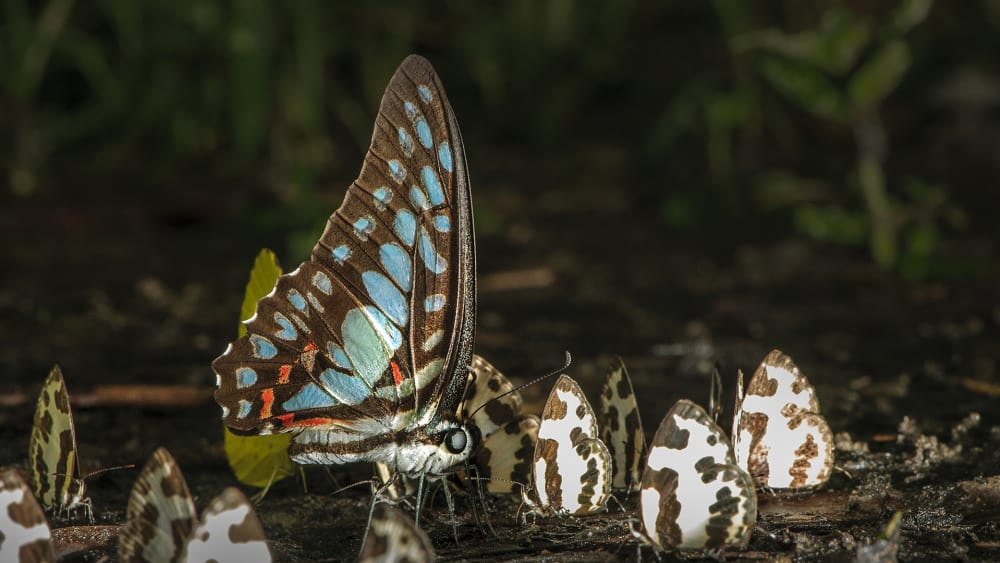 Wings of Wonder: Butterflies of Hollongapar