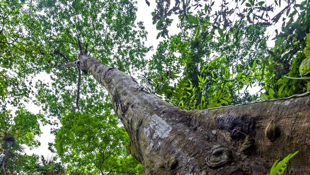 Small Forest, Big Trees, in Hollongapar