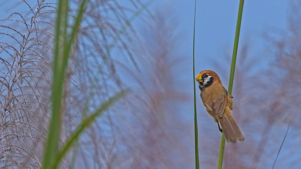 Rare Black-breasted Parrotbills Hide in the Grasslands