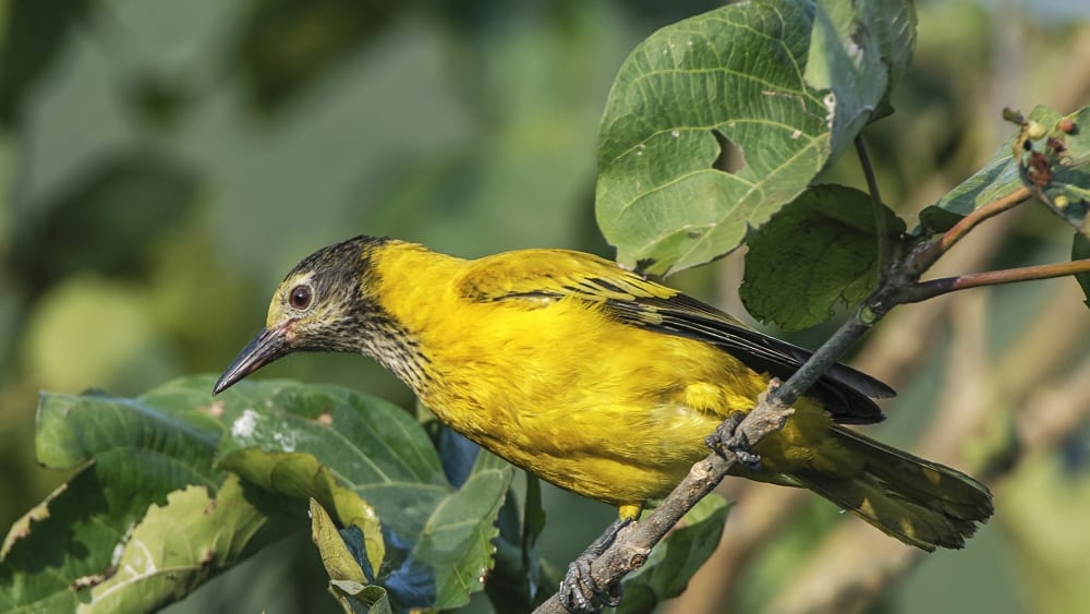 When Birdsong Fills the Tea Estates of Assam
