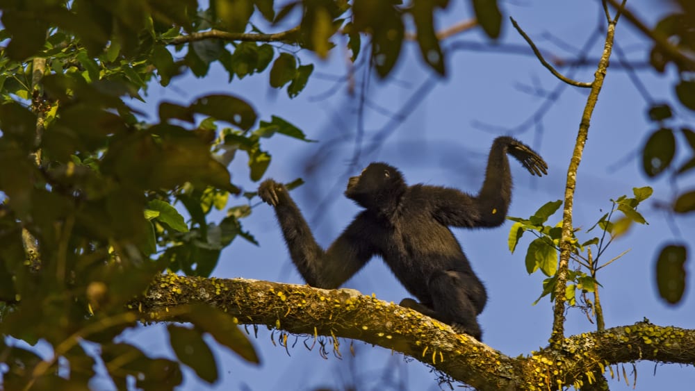 Lonely Hearts Club: The Hoolock Gibbon Story