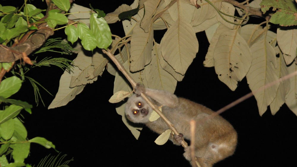 Bengal Slow Loris: The Fiery-Eyed Wonder of the Night
