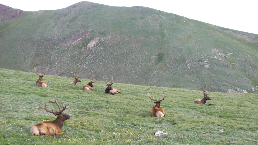 Singing Animals In Nature’s Theatres