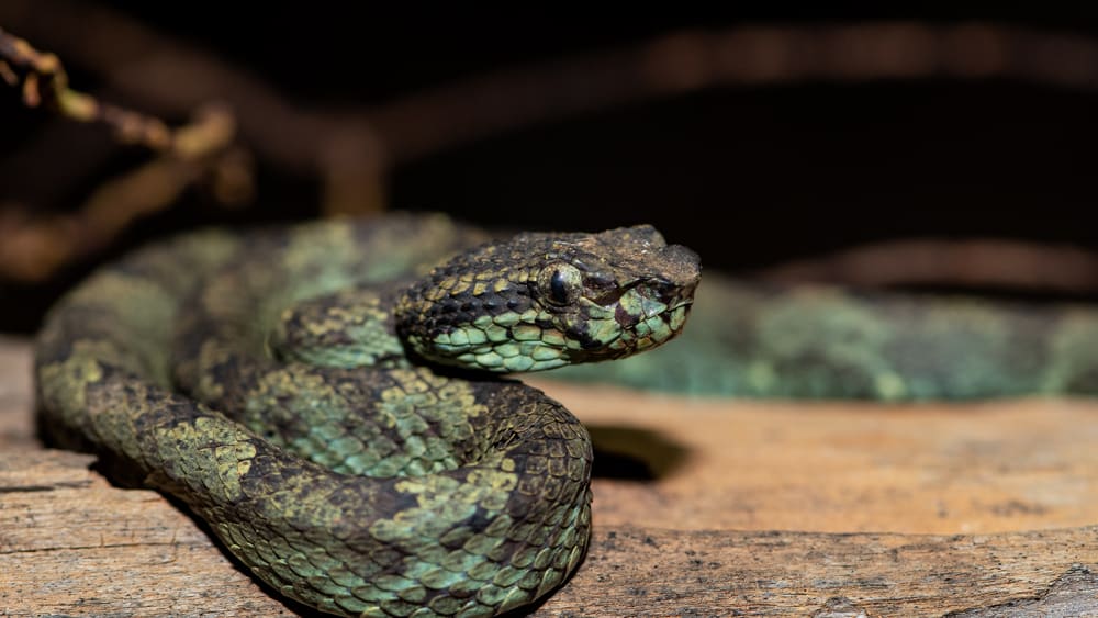 Malabar Pit Viper: Ambush in the Well of Life and Death