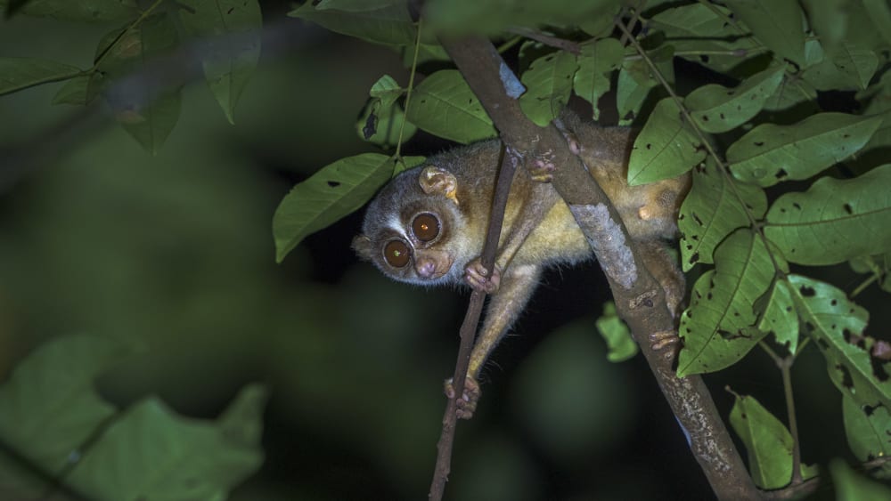 Baby of the Forest: In Search of the Malabar Grey Slender Loris