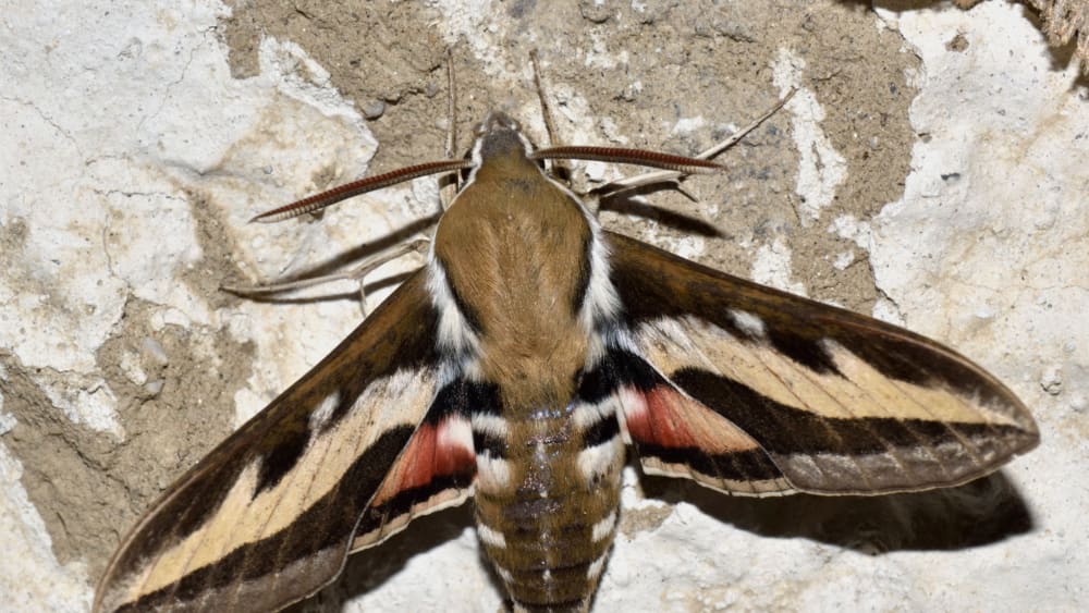 The Rare Hawkmoths of Ladakh