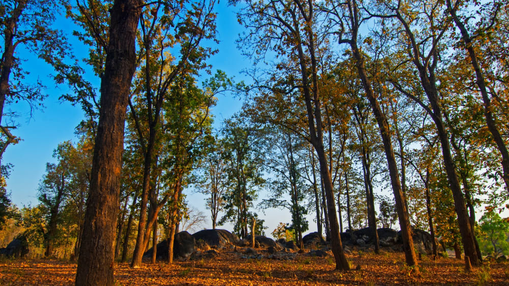The Guide: Kanha National Park
