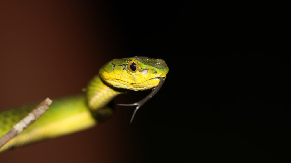 Mapping Mysterious Reptiles in Misty Meghamalai