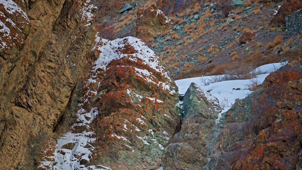 Masters of Disguise: Snow Leopard