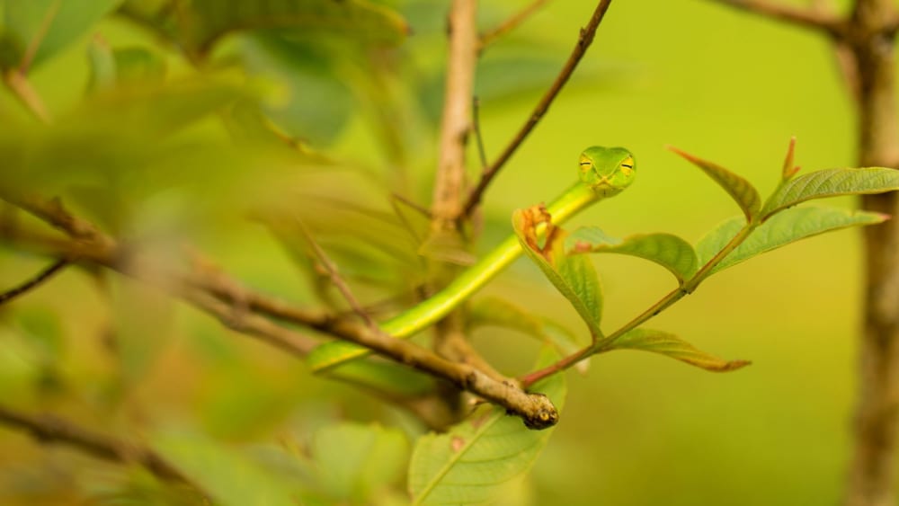 Leaf Masquerade of the Vine Snake