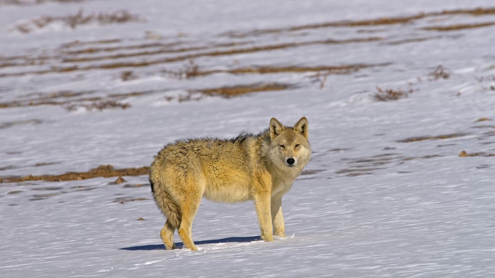 Woolly Wolf: An Ancient Lineage in the Himalayas