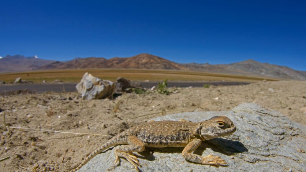 Shadow in the Sand: Encountering the Toad-headed Agama in Ladakh