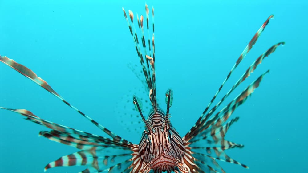 Do Not Touch: Toxin Generating Sea Creatures from India’s Coasts