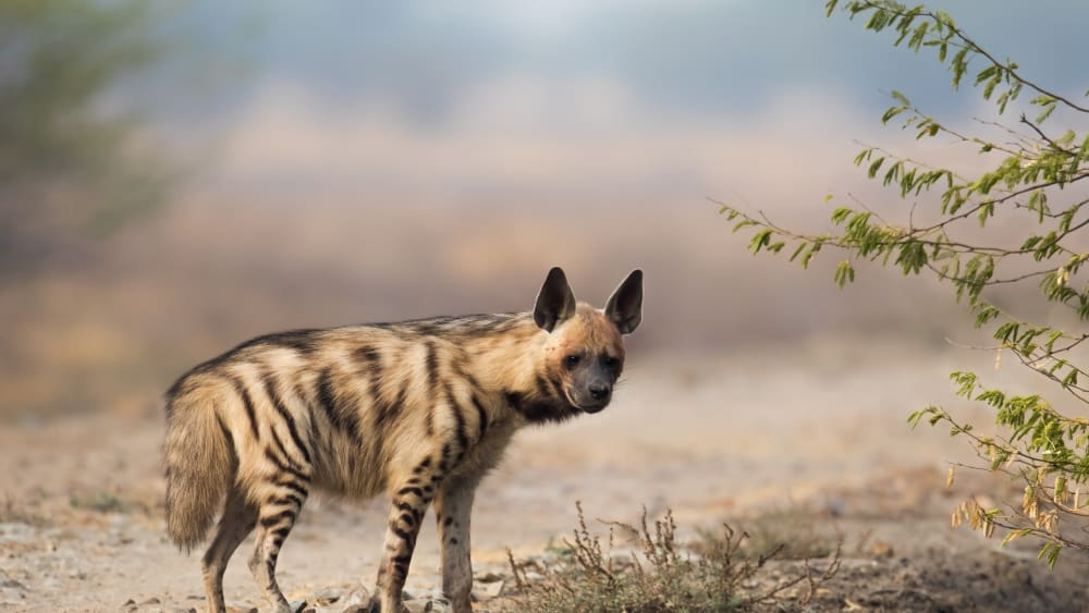 The Vilified Hyena is an Agile and Intelligent Creature