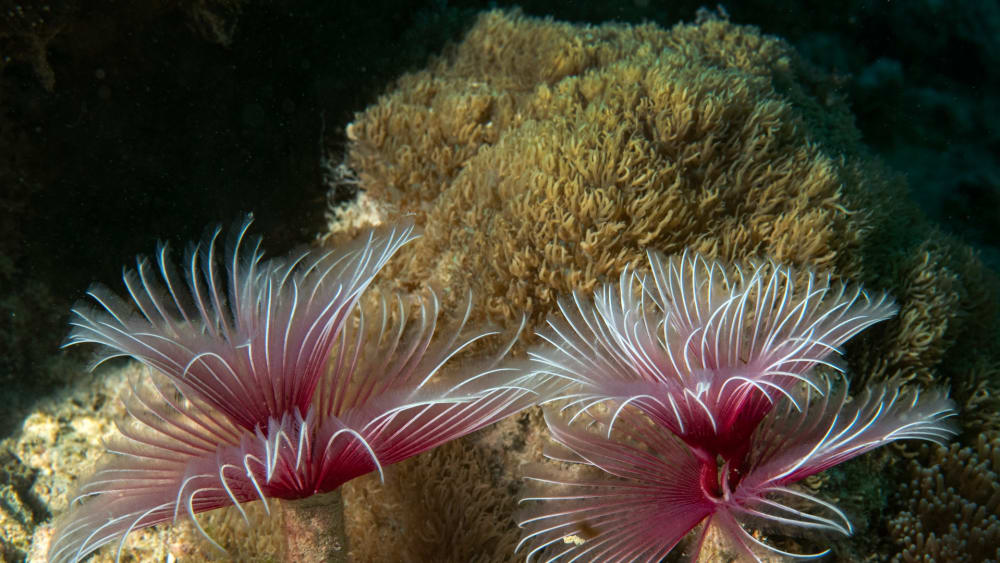 Under Cover: Ecosystems in the Sand