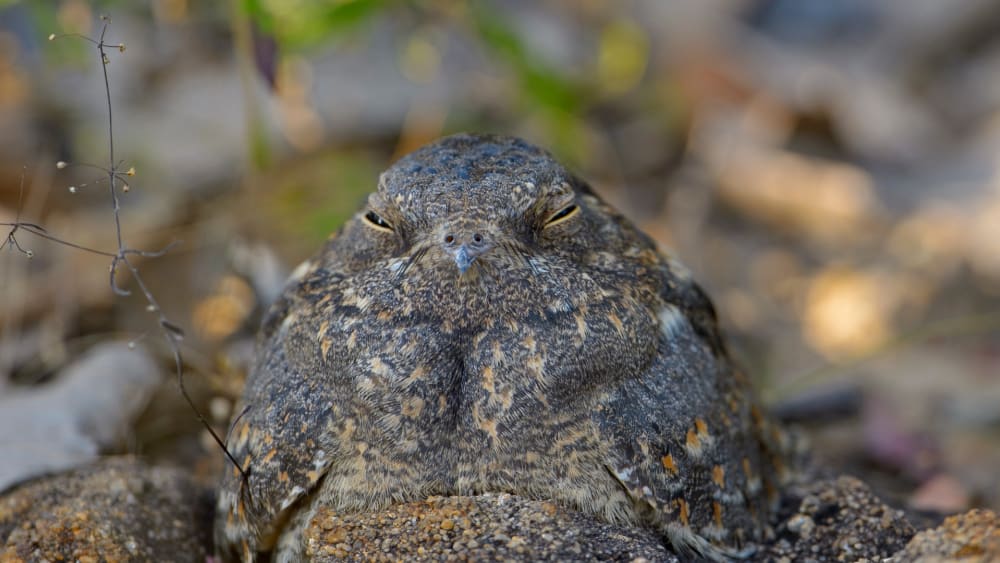 Masters of Disguise: Indian Nightjar
