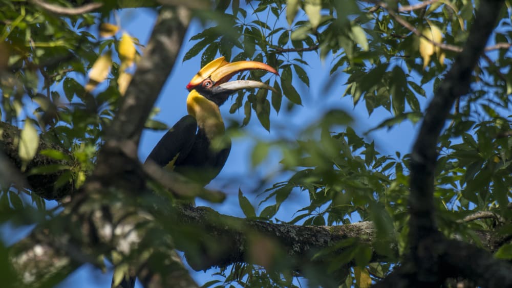 Home Alone: Nesting Curiosities of the Great Hornbill