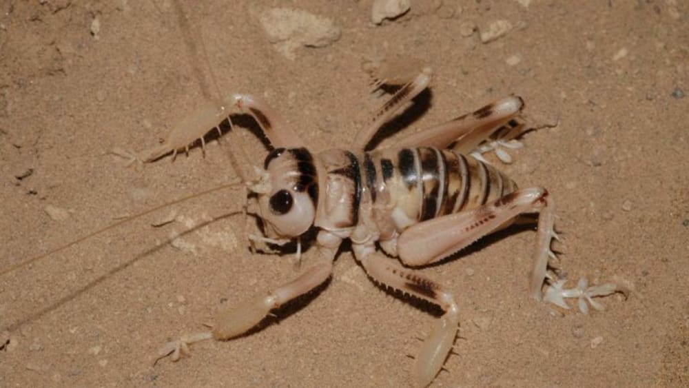 Dune Crickets: The Underdogs of the Thar Desert