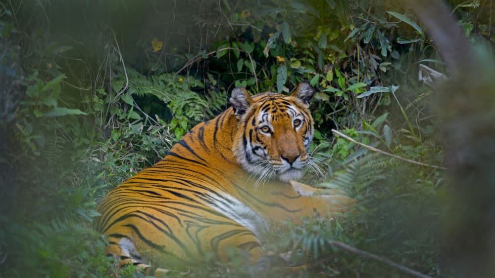 Big Five: The Stars and Stripes of Kaziranga National Park