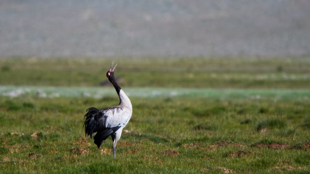 Amazing Grace: The Dancing Black-necked Cranes of Ladakh