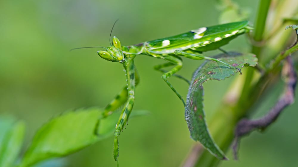 A Sight to Behold: Bending the Rules of Biology