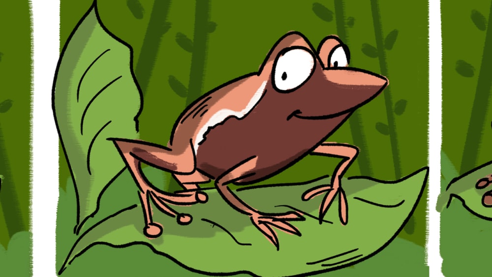 A New Species of Frog has a Trick for Your Eyes