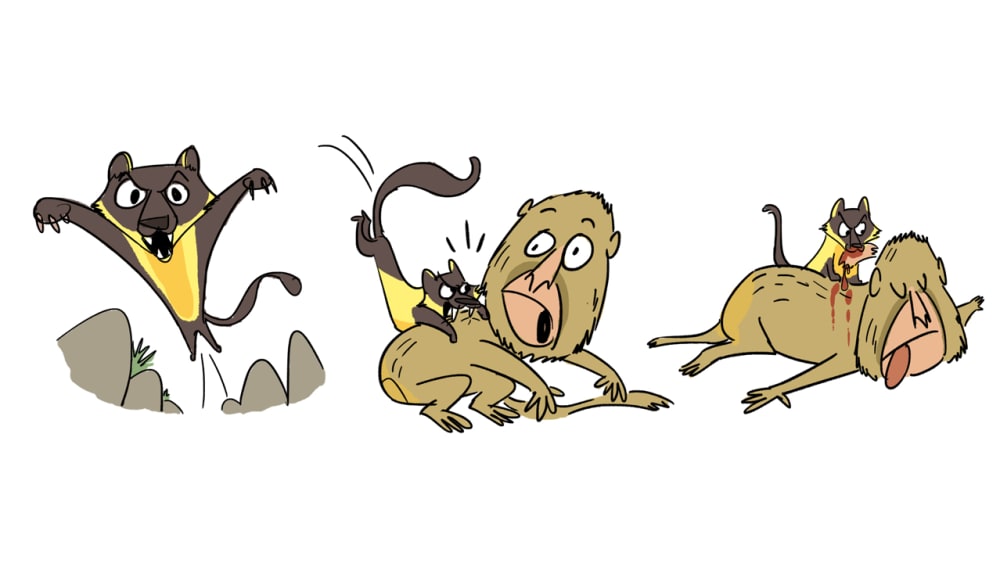 Meet the Yellow-Throated Marten