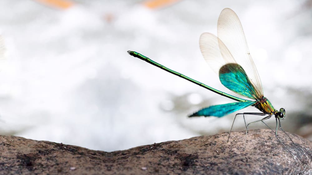 Gossamer Wings: Damselflies and Dragonflies of the Western Ghats