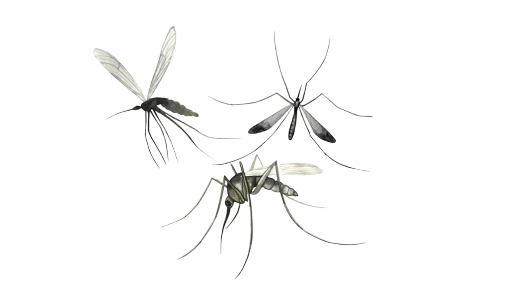 Mosquitoes: Queen of Pests or Evolutionary Genius?